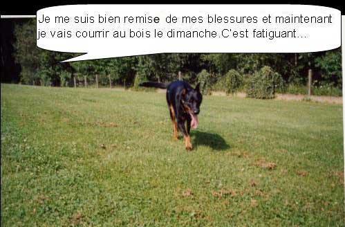 beaucerons RITA et U'VULCAN du Temple de Feu