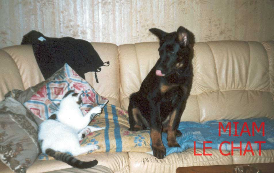 beauceronne ULHMA du Temple de Feu