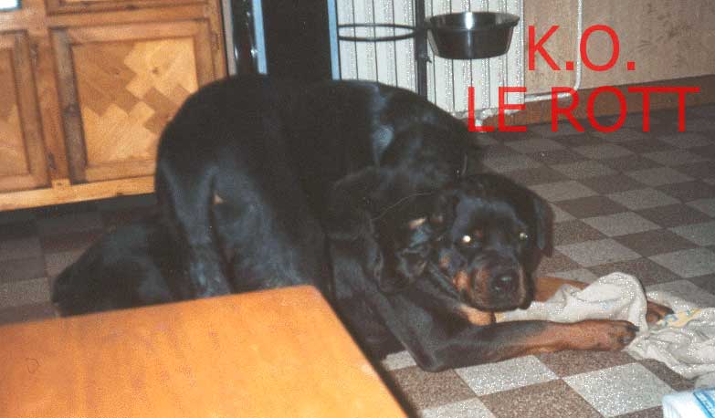 beauceronne ULHMA du Temple de Feu