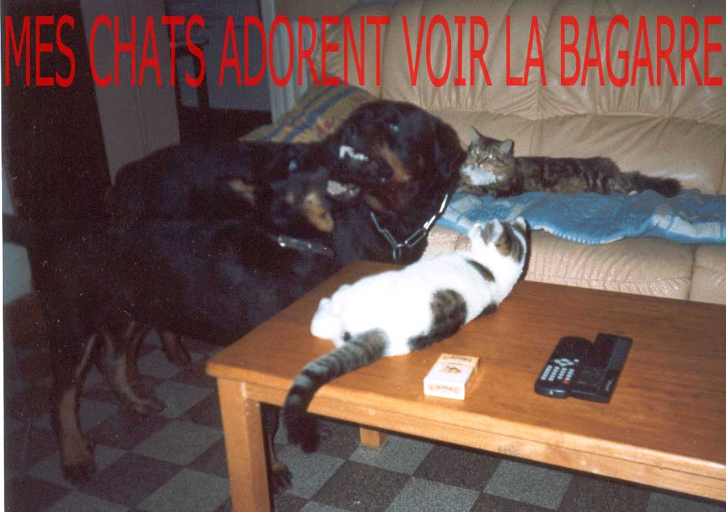 beauceronne ULHMA du Temple de Feu