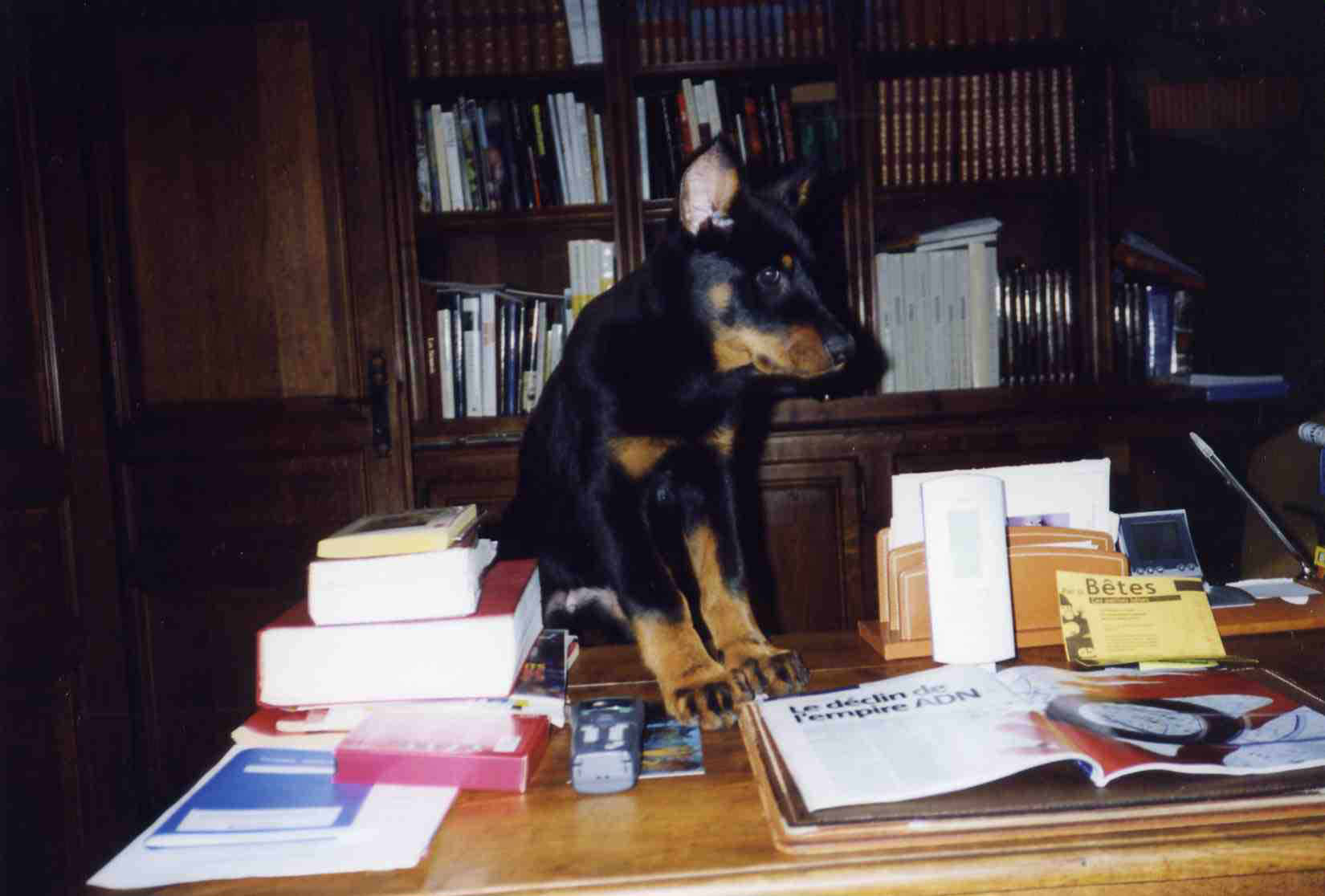 beauceronne U.V.A. du Temple de Feu