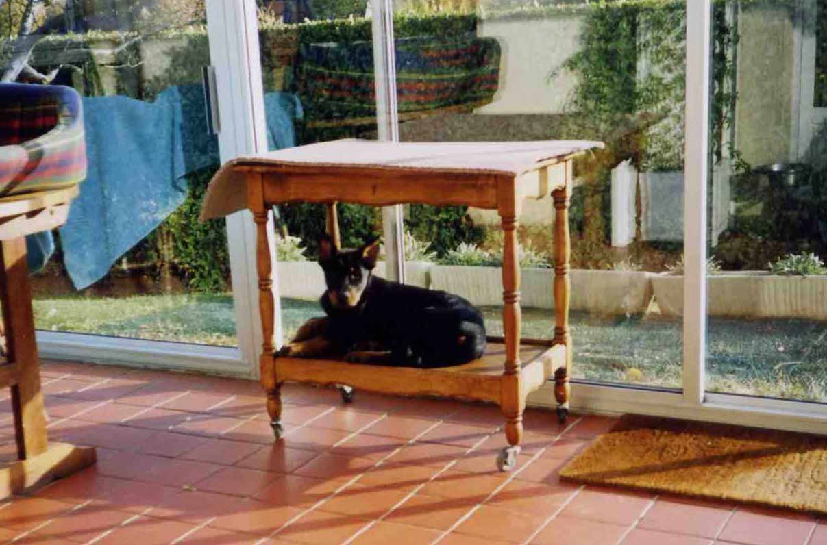 beauceronne U.V.A. du Temple de Feu